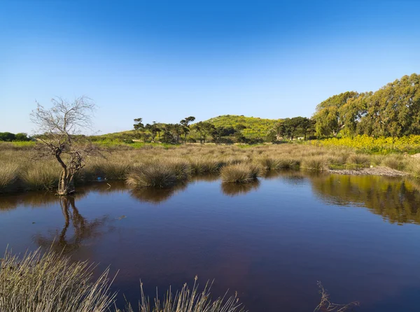 Natural pond landscape — Stock Photo, Image