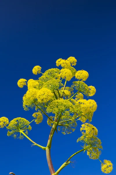 Geel gebloemde wilde plant — Stockfoto