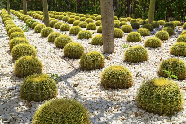 Cactus garden — Stock Photo, Image