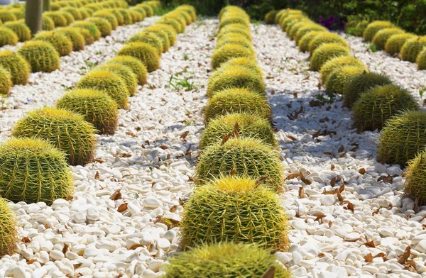 Cactus garden — Stock Photo, Image