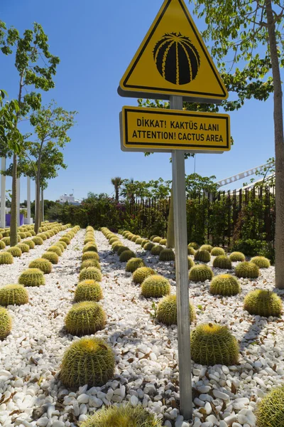 Cactus garden — Stock Photo, Image