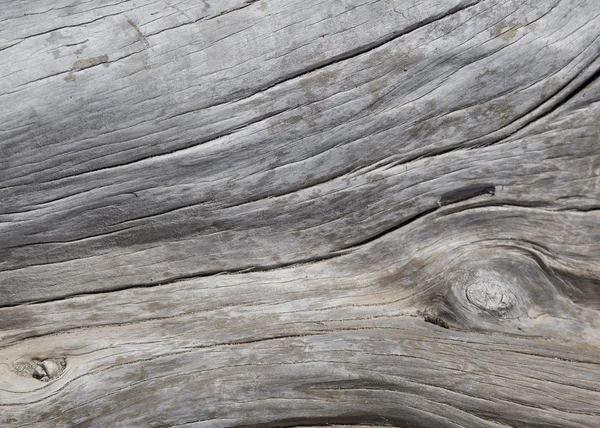 Dead tree texture — Stock Photo, Image