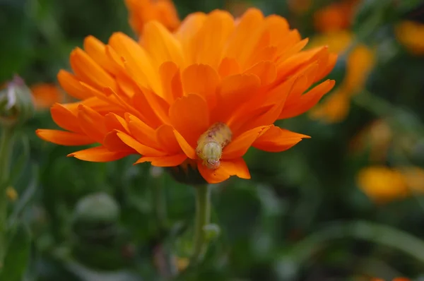 Orange blommor — Stockfoto