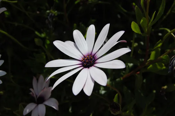 Flor Silvestre Cerca — Foto de Stock