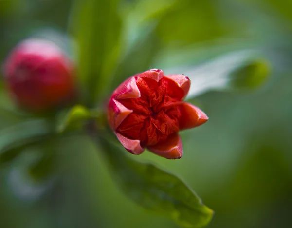 Granatapfelblüte aus nächster Nähe — Stockfoto