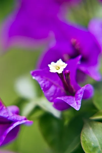 Viola Fiori Selvatici Primo Piano Colpo — Foto Stock