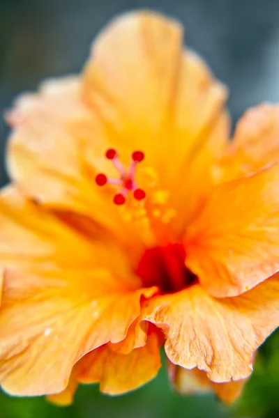 Hibiscus Blomma Nära Håll — Stockfoto