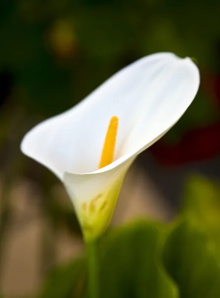 Calla albă — Fotografie, imagine de stoc