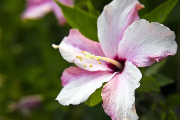 Hibiscus — Stock Photo, Image