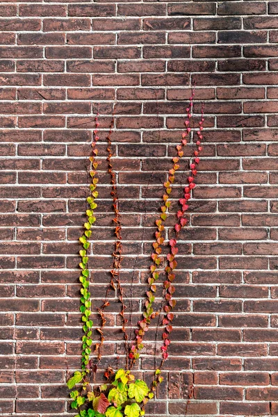 カラフルなツタの葉は赤と風化したレンガの壁に登る グランジのテクスチャの背景 — ストック写真