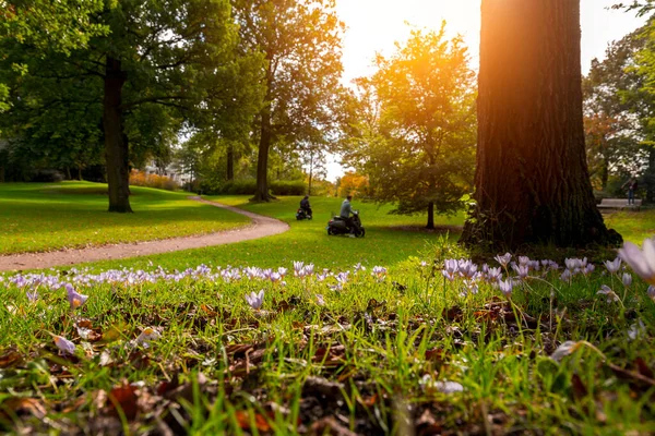 荷兰哈莱姆市的一个城市公园Kenaupark的风景画 — 图库照片