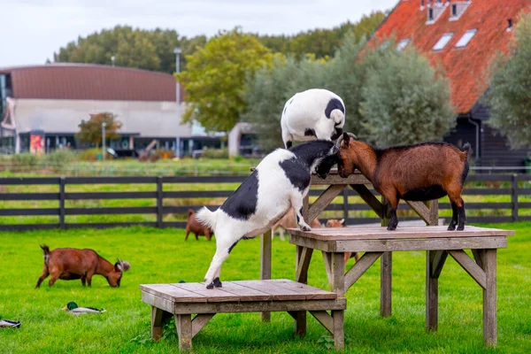 Cabras Alimentándose Zaanse Schans Barrio Zaandam Cerca Zaandijk Países Bajos — Foto de Stock