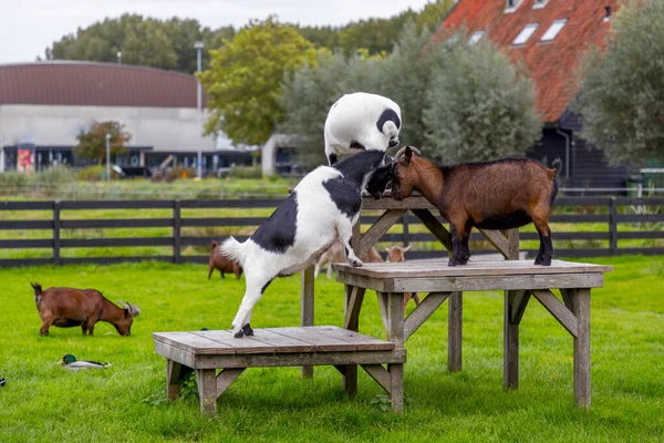 Cabras Alimentándose Zaanse Schans Barrio Zaandam Cerca Zaandijk Países Bajos —  Fotos de Stock