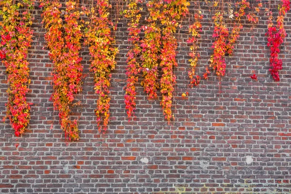 古いレンガの壁に登るクリーパーツタの植物 カラフルな秋のトーンで葉 — ストック写真