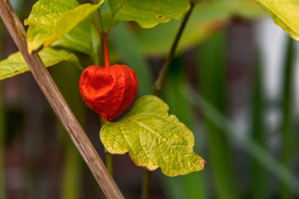 Physalis Plant Chiense Lantern Plant Close Encontrado Amsterdam Países Bajos —  Fotos de Stock