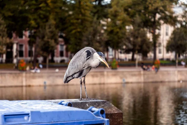 Czapla Szara Spoczywająca Nad Jeziorem Hofvijver Hadze Holandia Ptak Jest — Zdjęcie stockowe