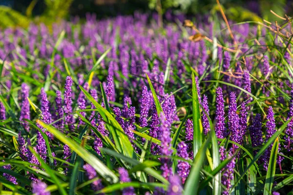 Purple Hycainten Groene Bladeren Een Veld Close Schot — Stockfoto