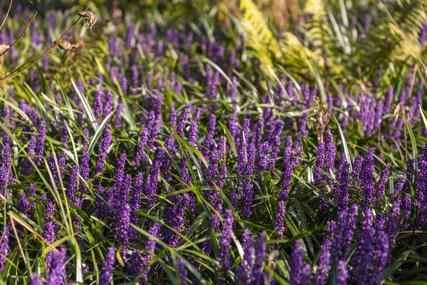 Purple Hycainten Groene Bladeren Een Veld Close Schot — Stockfoto