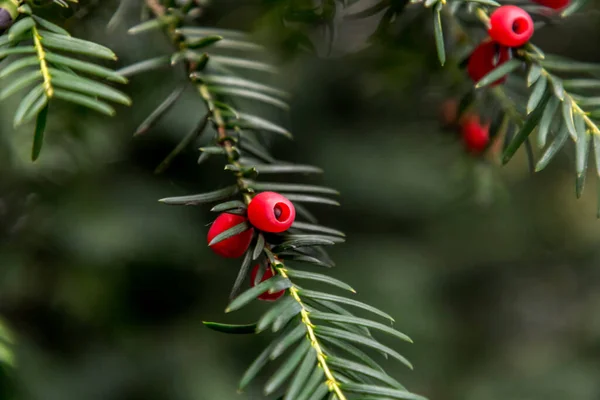 Bagas Vermelhas Venenosas Taxus Baccata Teixo Inglês Close — Fotografia de Stock