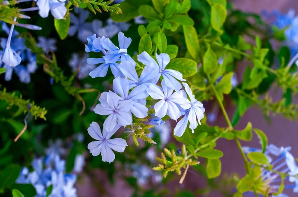 Szczelnie Ujęcie Niebieskawe Kwiaty Floksu Botaniczne Tło Makro — Zdjęcie stockowe