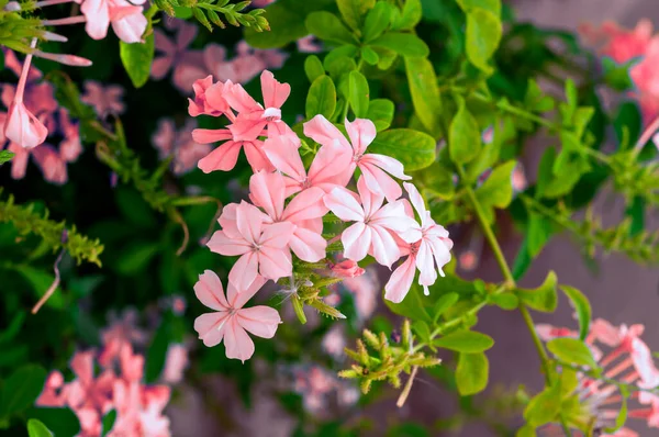 Gros Plan Fleurs Phlox Rose Fond Macro Botanique — Photo