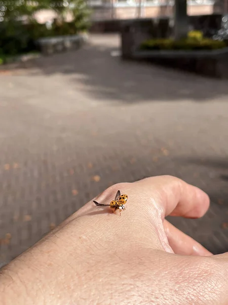 Turuncu Renkli Dişi Böcek Kanatlarını Bir Adamın Elinden Açıyor Şans — Stok fotoğraf