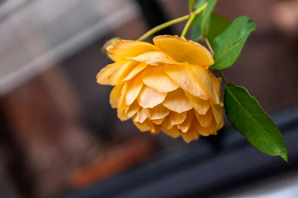 Закрыть Снимок Красивой Желтой Розы Естественном Свете — стоковое фото