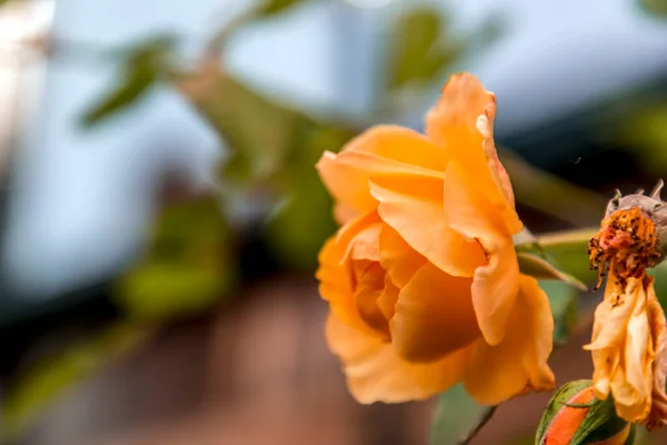 Närbild Vacker Gul Ros Naturligt Ljus — Stockfoto