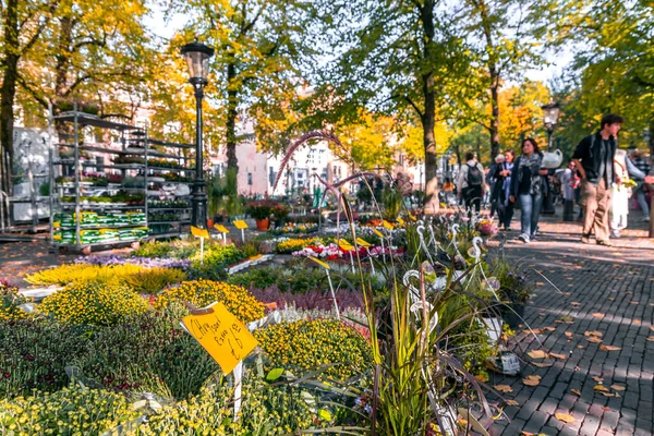 Týdenní Květinový Trh Janskerkhofu Janskerkhof Bloenmarkt Utrechtu Nizozemsko — Stock fotografie