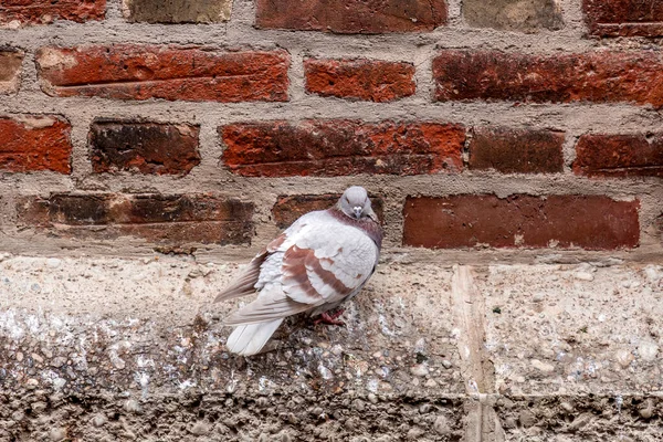Brown Gray Colored Pigeon Resting Ancient Brick Wall — Stock Photo, Image
