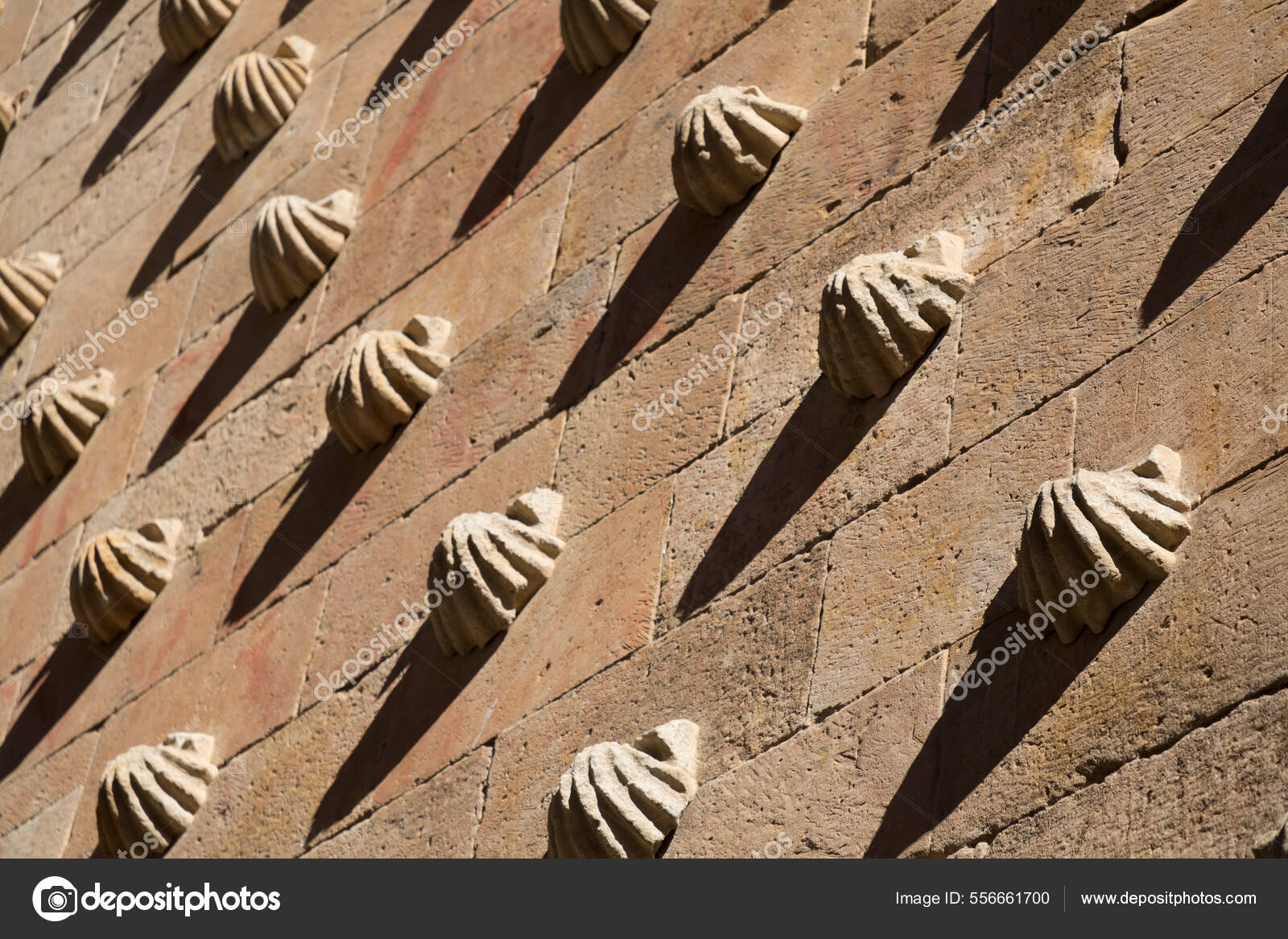 Sandstone Surface Sea Shell Carvings Ancient Wall Texture Detail ...