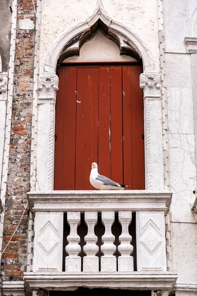 Λευκός Γλάρος Στέκεται Ενετικό Μπαλκόνι Κόκκινα Ξύλινα Παραθυρόφυλλα Στη Βενετία — Φωτογραφία Αρχείου