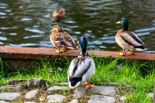 Ducks Swimming Walking Canals Schiedam Netherlands — Foto de Stock