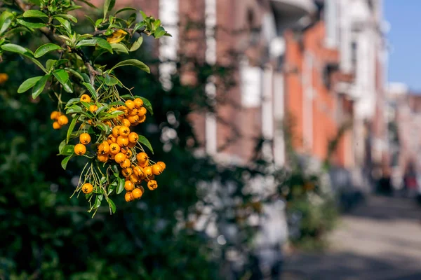 Yellow Rowan Berry Cluster Branch Decorative City Plant — Fotografia de Stock