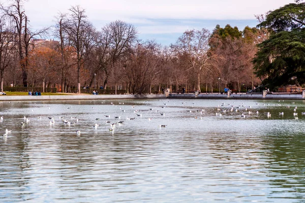 Природа Краєвид Парку Ретіро Великому Міському Парку Мадриді Іспанія — стокове фото