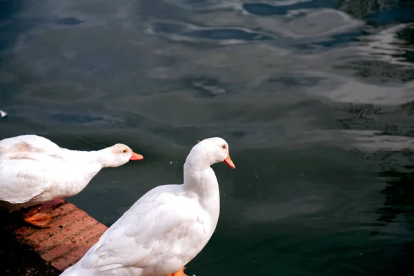 Gansos Blancos Alrededor Estanque Parque Del Retiro Madrid España — Foto de Stock