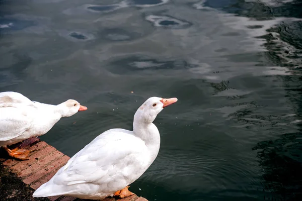 White Geese Pond Retiro Park Madrid Spain — стоковое фото
