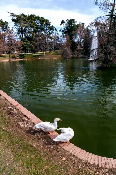 西班牙马德里退休公园池塘里和池塘周围的白鹅 — 图库照片