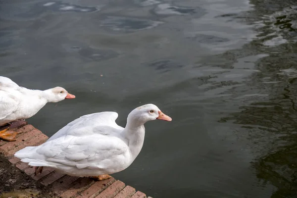 White Geese Pond Retiro Park Madrid Spain — ストック写真