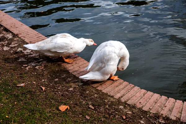 White Geese Pond Retiro Park Madrid Spain — ストック写真