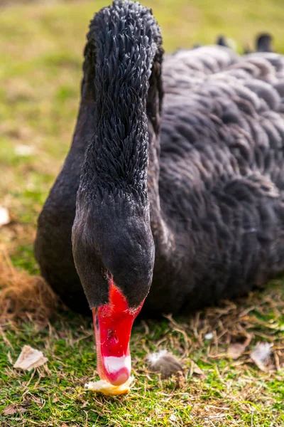 Cigno Nero Che Dorme Nell Erba Cygnus Atratus — Foto Stock