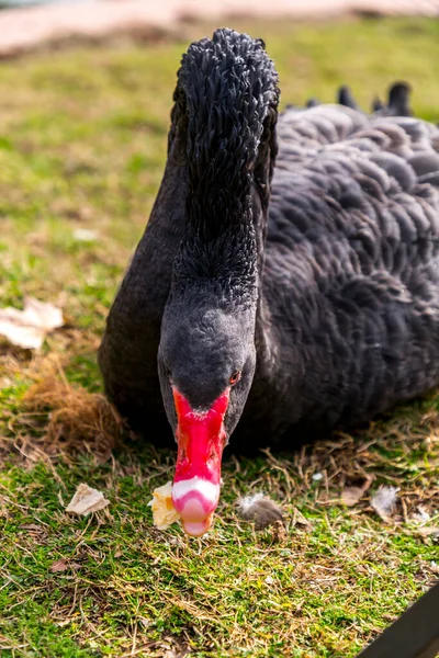 Black Swan Sleeping Grass Cygnus Atratus — Stock Photo, Image