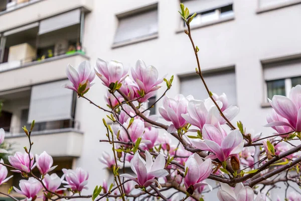 Roze Witte Magnolia Bloemen Bloeien Tak Lente Flora Achtergrond — Stockfoto