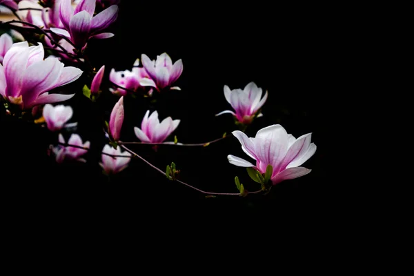 Flori Magnolie Roz Alb Înflorind Ramură Fundal Floră Primăvară — Fotografie, imagine de stoc