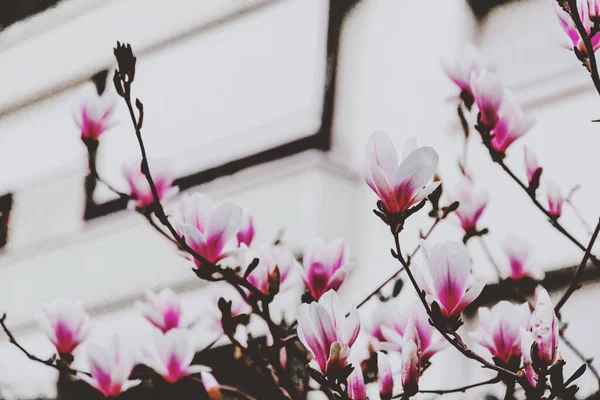 Flores Magnolia Rosa Blanca Floreciendo Rama Fondo Flora Primaveral —  Fotos de Stock