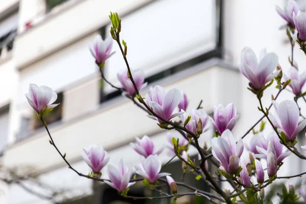 Flores Magnolia Rosa Blanca Floreciendo Rama Fondo Flora Primaveral —  Fotos de Stock