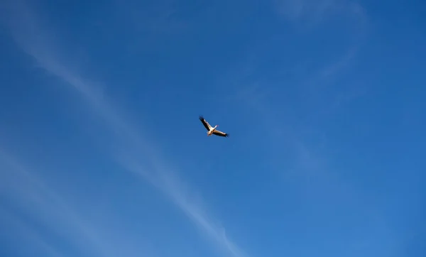 Una Sola Cigüeña Volando Cielo Azul Claro —  Fotos de Stock