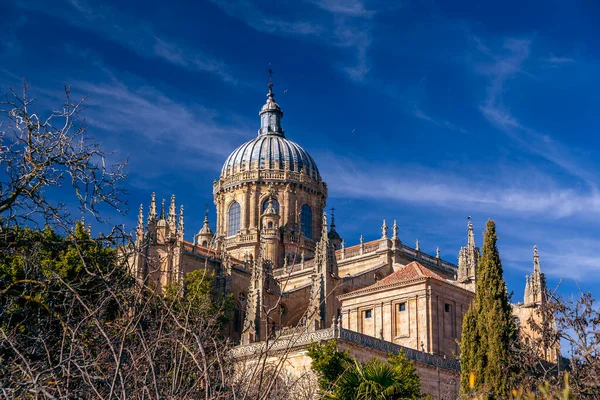 Alberi Altre Piante Nel Giardino Huerto Calixto Malibea Sotto Cattedrale — Foto Stock