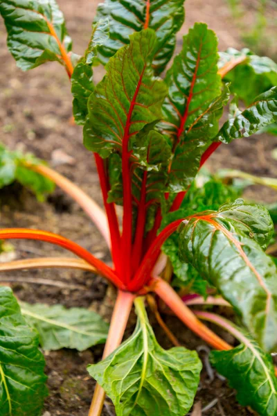 Fresh Green Rhubarb Leaves Red Veins Soil — Stock Photo, Image