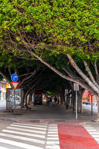 西班牙马拉加 Feb 2022 西班牙马拉加有雄伟树木的人行道 — 图库照片